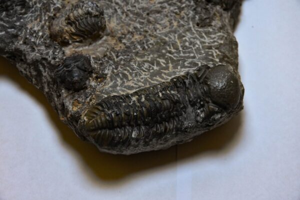 Superbe pièce d’exposition de trilobites, Trilobite Family Dévonien, Alnif Maroc