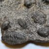 Superbe pièce d’exposition de trilobites, Trilobite Family Dévonien, Alnif Maroc